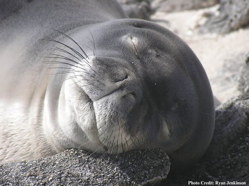 monk seal face