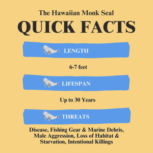 monk seal quick facts