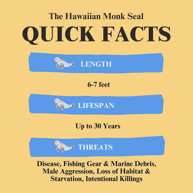division-of-aquatic-resources-hawaiian-monk-seal