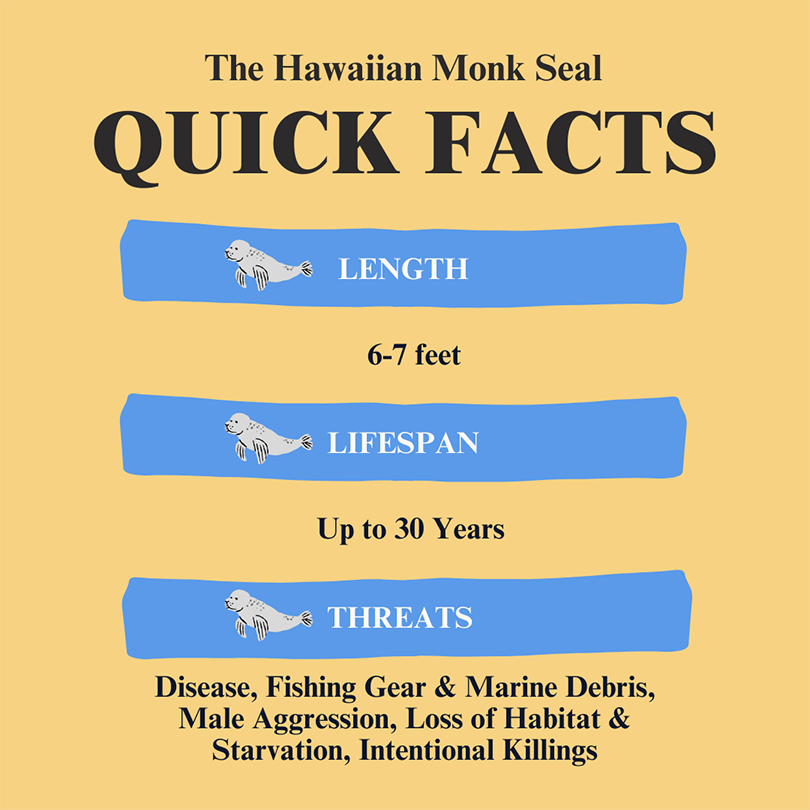 Division of Aquatic Resources Hawaiian Monk Seal
