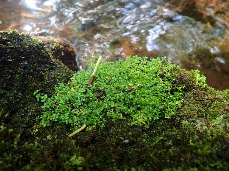 Low growing plant covering a rock by a stream