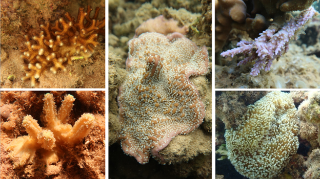 A collage of aquarium corals found at Anini beach