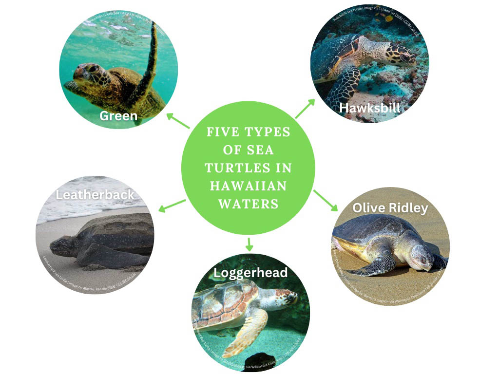Hawaiian sea turtles