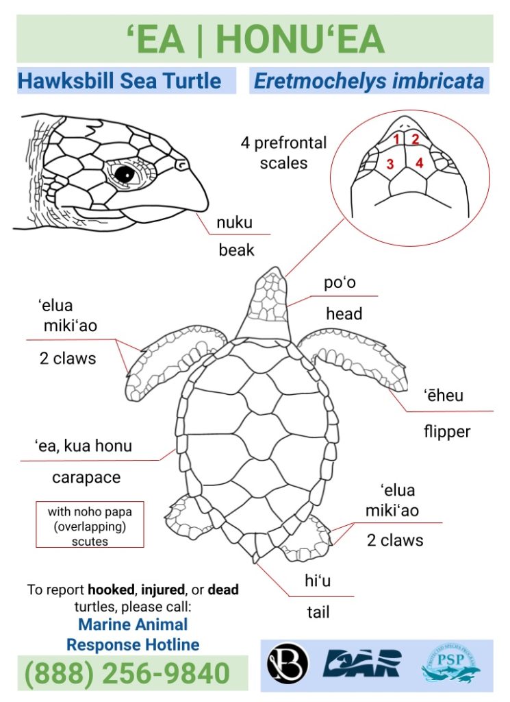 Division of Aquatic Resources | Sea Turtles