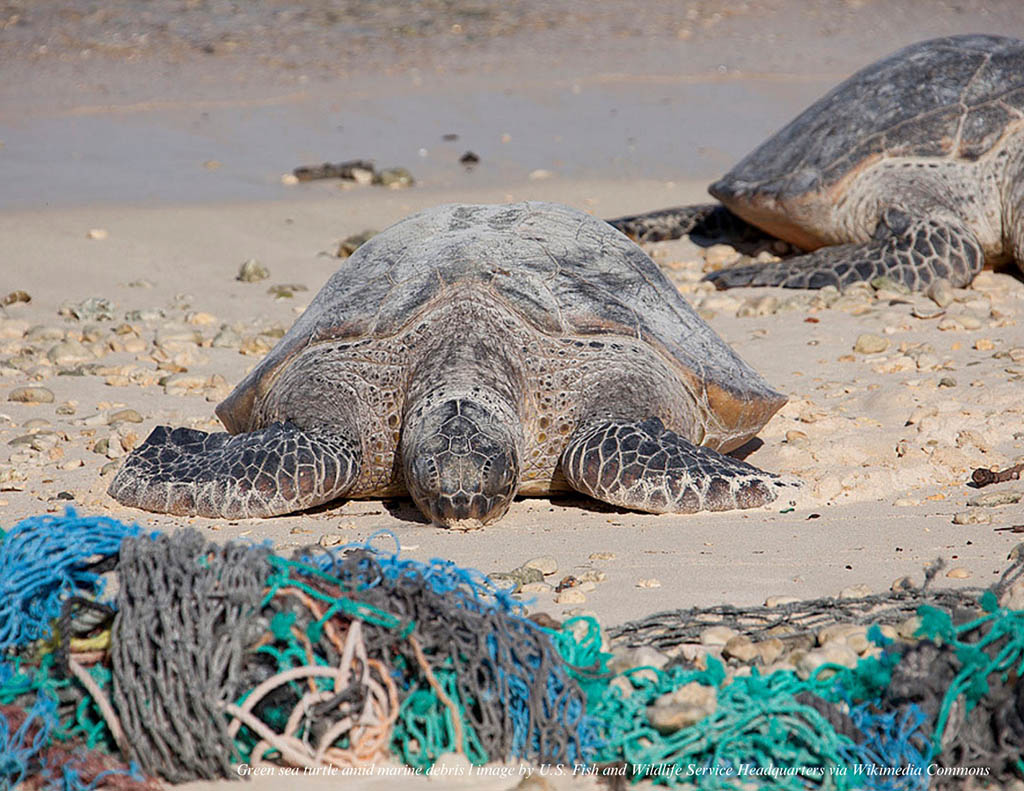 sea turtles and debris
