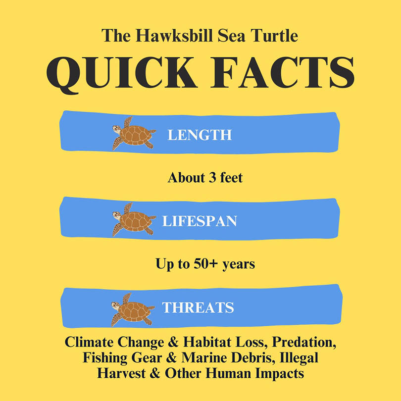 hawksbill quick facts