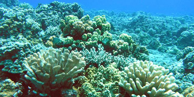 Molokini reef