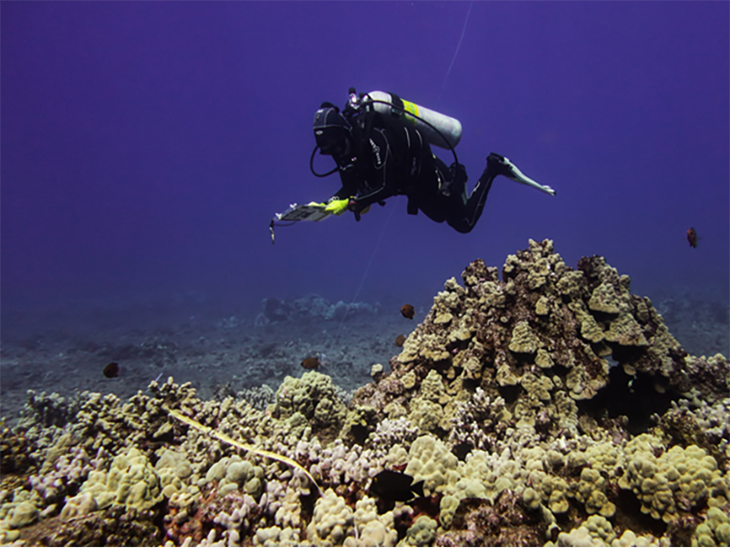 diver monitoring coral bleaching