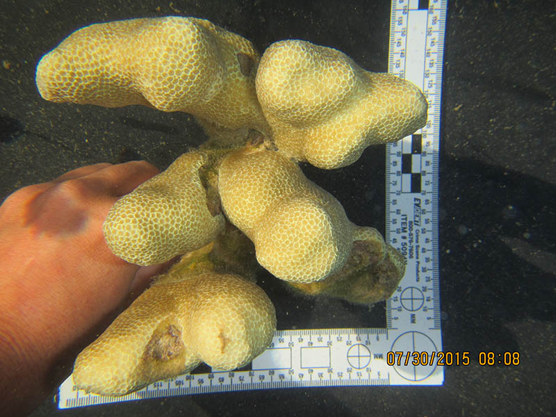 knobby finger coral before bleaching