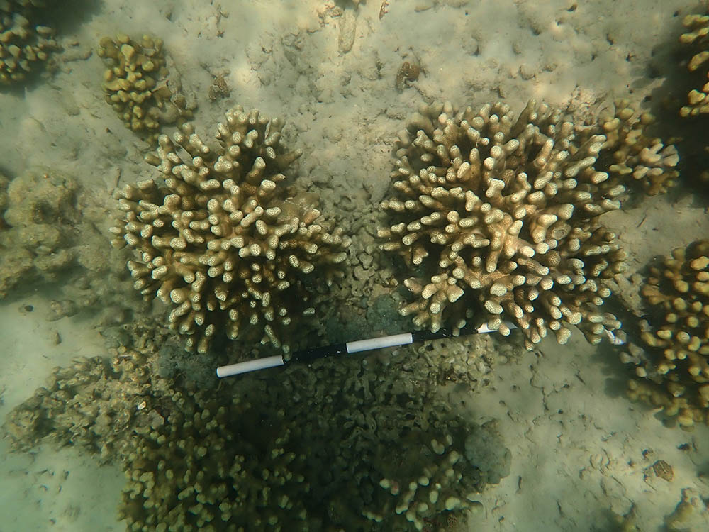 finger coral five years after planting