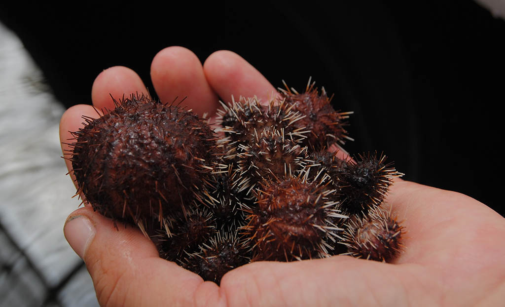 urchins in hand