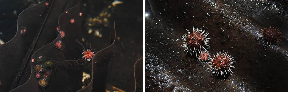 juvenile urchins in tank