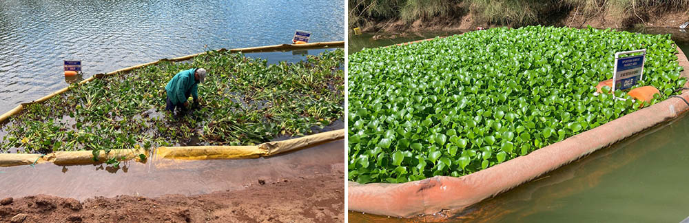 rafts with water hyacinth