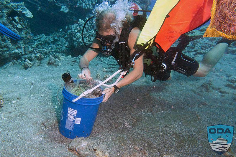 collecting marine debris on ocean floor