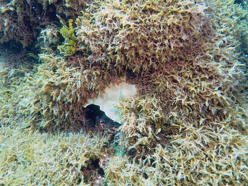 chondria overgrowing coral