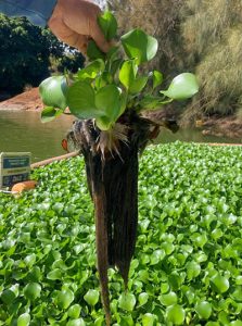 hyacinth roots