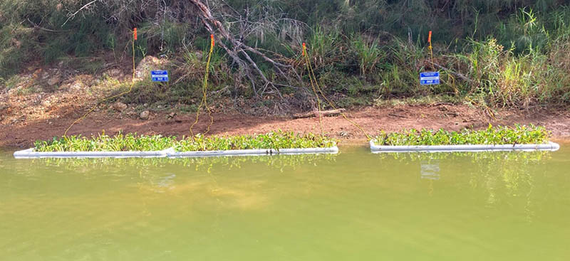 water hyacinth rafts