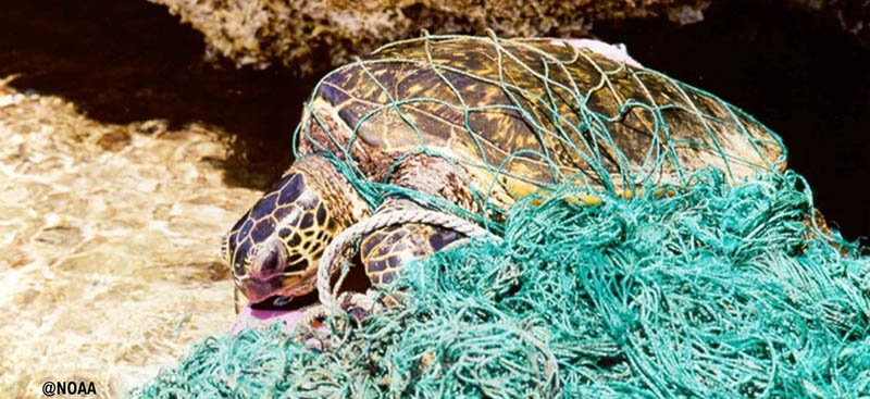 turtle entangled in net