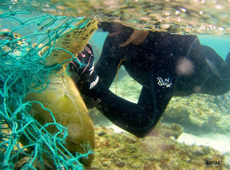 diver with entangled turtle