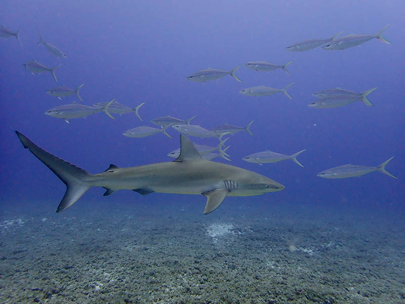 shark and rainbow runners