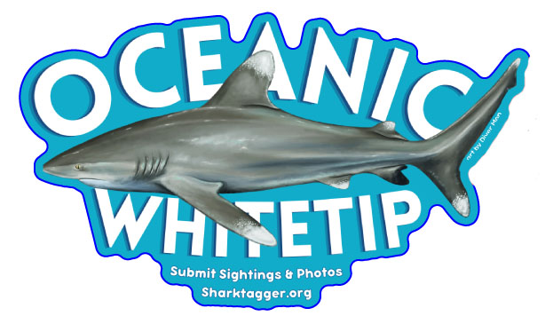 oceanic whitetip shark sticker