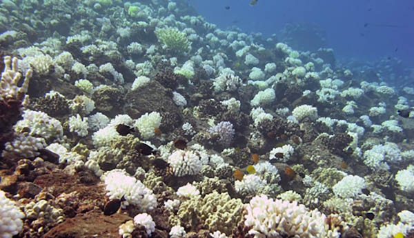 bleached coral on reef