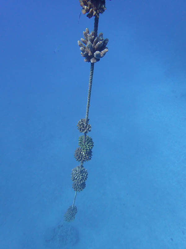 mooring line with corals