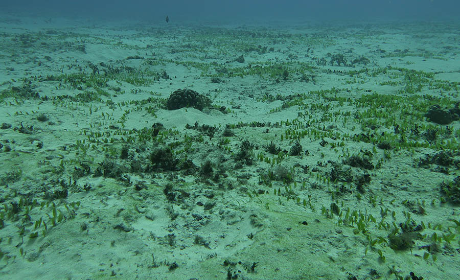 Maunalua Bay habitat