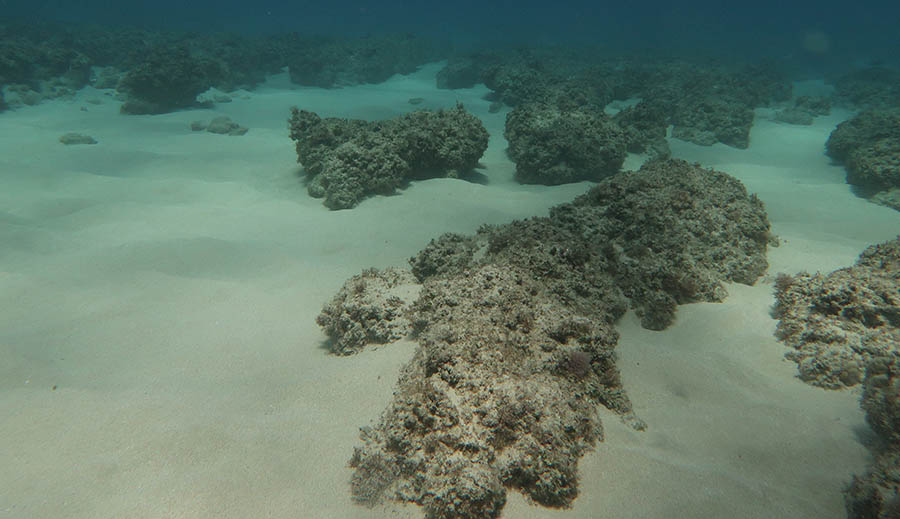 Maunalua Bay habitat