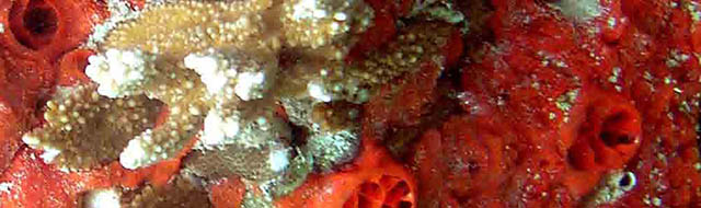 invasive sponge