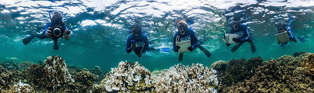 divers on reef