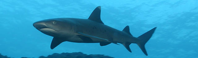 whitetip reef shark