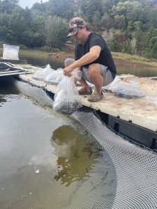 Trout being released into their grow-out pens.