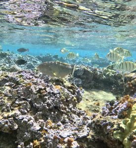 Old Woman Wrasse (Hinalea luahine), Convict Tangs (Manini), surgeon fish, and Spectacled Parrotfish (Uhu uli uli) on the reef