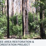 Kokea Area Restoration and Reforestation Project