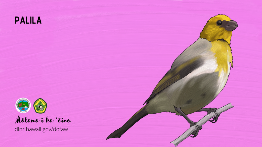 An image of a Hawaiian native bird virtual meeting background: Palila