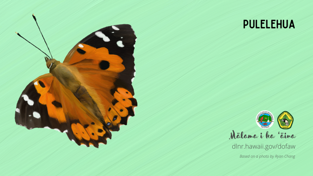 An image of a Hawaiian native butterfly virtual meeting background: Pulelehua