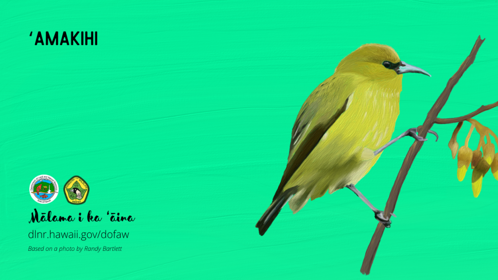 An image of a Hawaiian native bird virtual meeting background: ʻAmakihi