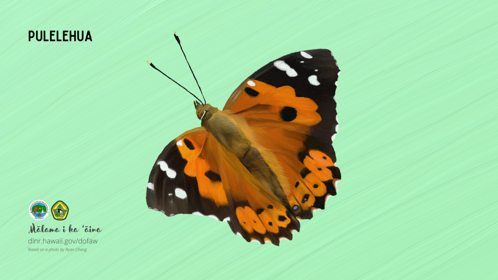 An image of a Hawaiian native butterfly computer desktop wallpaper: Pulelehua