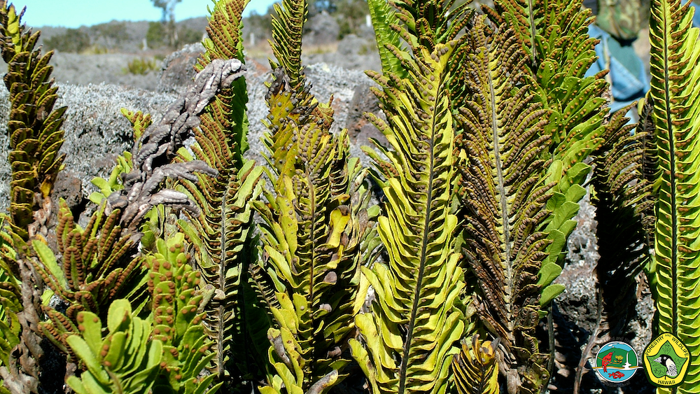 An image of a Hawaiian native plant virtual meeting background