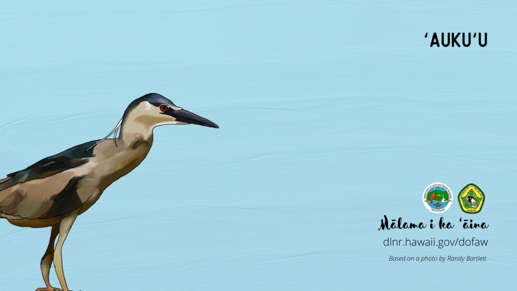 An image of a Hawaiian native bird virtual meeting background: ʻAukuʻu