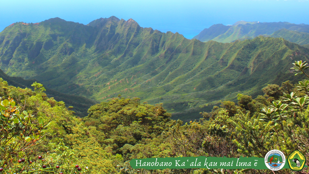 An image of a Hawaiian landscape virtual meeting background: Kaʻala