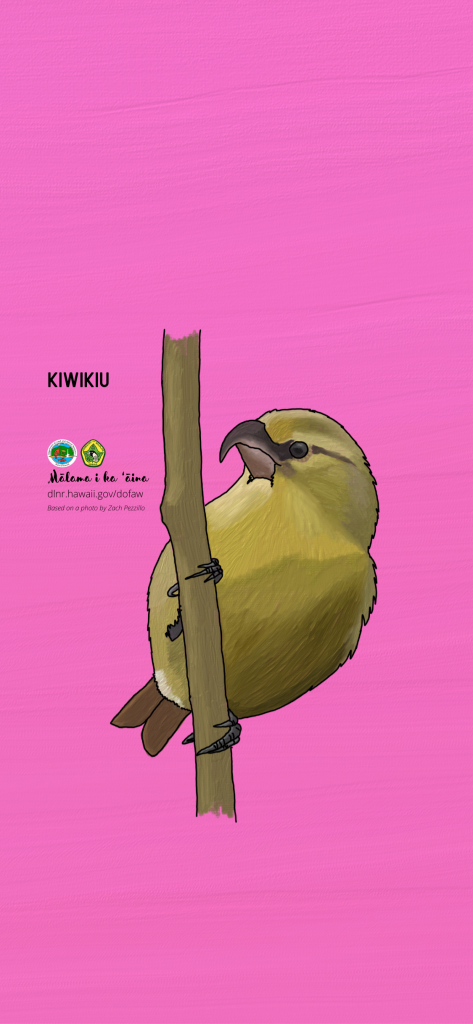 An image of a Hawaiian native bird phone wallpaper: Kiwikiu