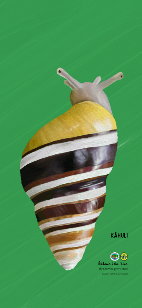 An image of a Hawaiian native snail phone wallpaper: Kāhuli