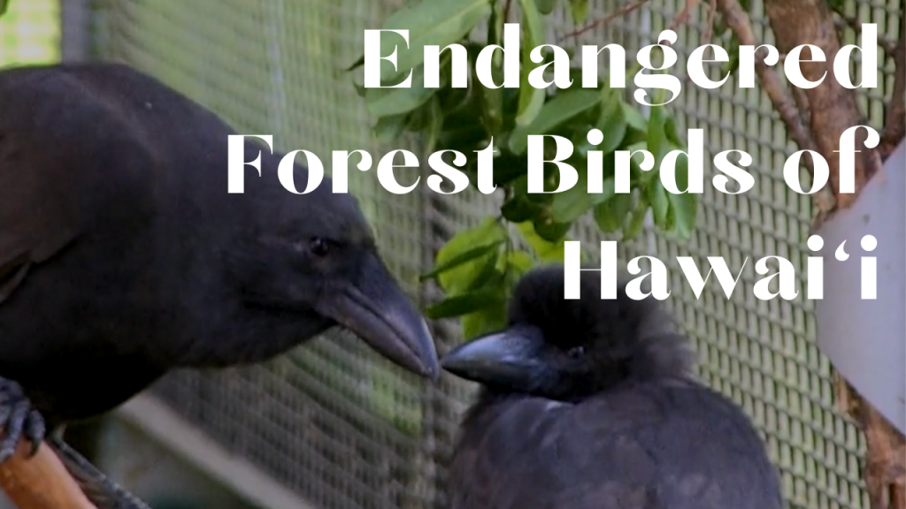 Video: Endangered Forest Birds of Hawaiʻi