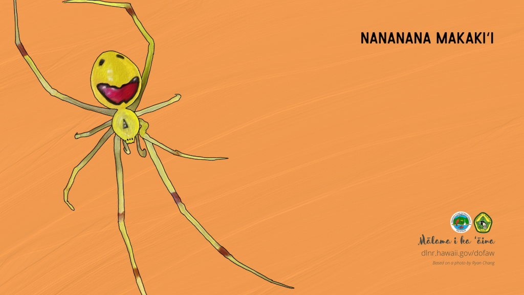 An image of a Hawaiian native spider computer desktop wallpaper: Nananana makakiʻi or happy face spider