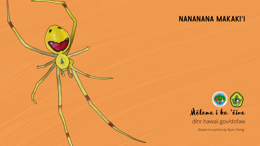 An image of a Hawaiian native spider virtual meeting background: Nananana makakiʻi or happy face spider
