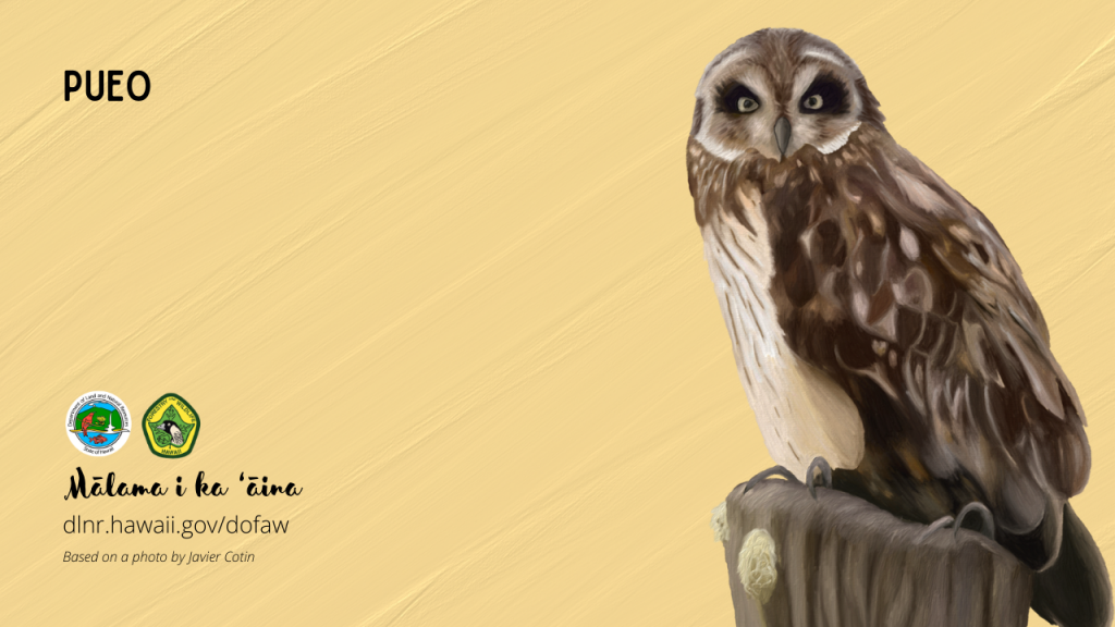 An image of a Hawaiian native bird virtual meeting background: Pueo or owl