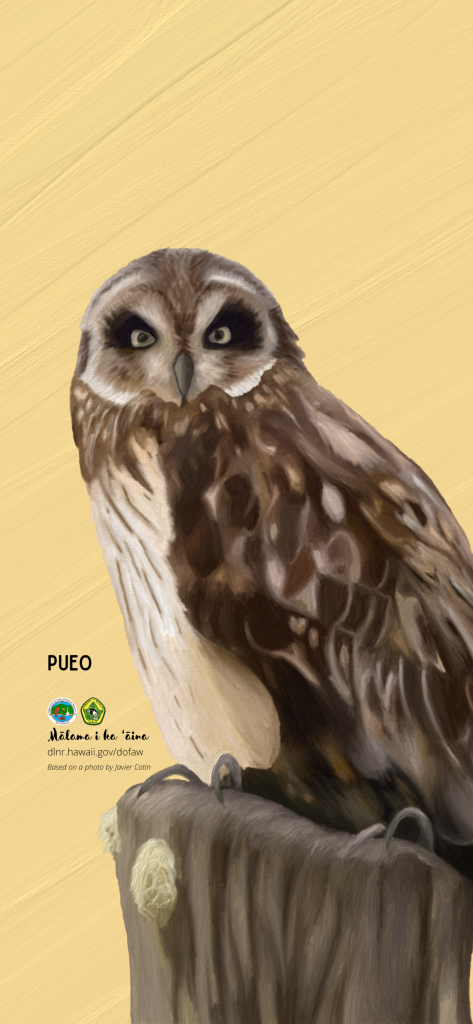 An image of a Hawaiian native bird phone wallpaper: Pueo or owl