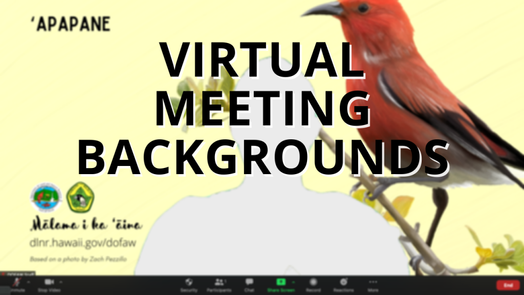An image of a virtual meeting background with an ʻapapane